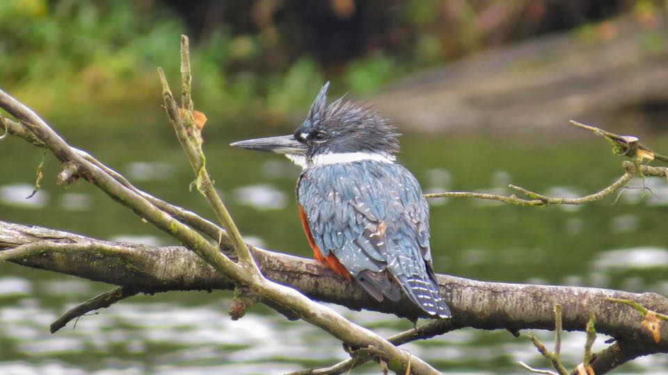 Martin Pescador, Ralún